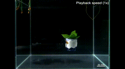 Aigtek安泰電子:Swimming Leaf水下軟體機器人的研究成果分享 Aigtek安泰電子:Swimming Leaf水下軟體機器人的研究成果分享