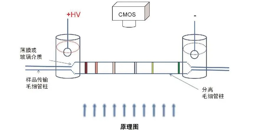 高壓放大器應(yīng)用領(lǐng)域分享：介電電泳(DEP)技術(shù)的具體應(yīng)用