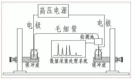 ATA-7050毛細(xì)管電泳功率放大器如何進(jìn)行毛細(xì)管電泳實(shí)驗(yàn)